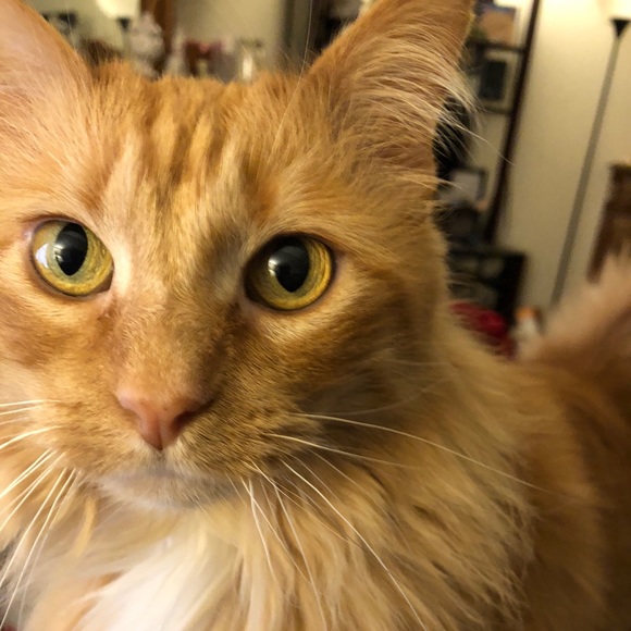 Meet your Posher, Victoria 2 Cats! - Picture 4 of 6